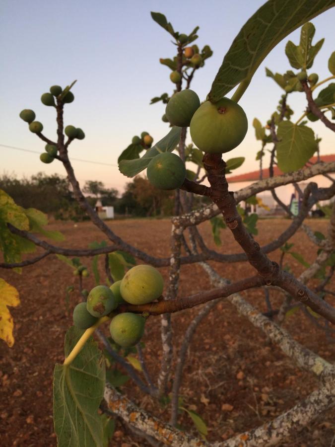 Solar Da Cotovia Villa Albufeira Eksteriør bilde